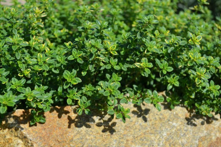 Lemon thyme how to grow, propagate & use Plantura