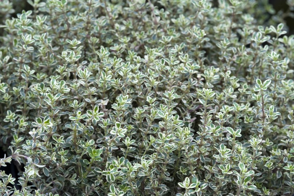 Silver Queen lemon thyme plant