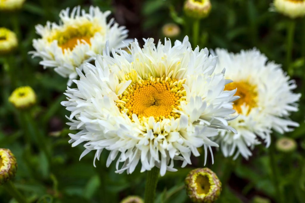 Close up of Engelina daisy variety