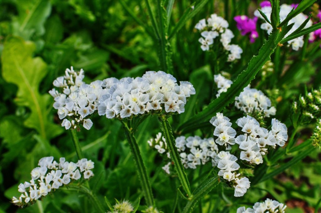Sea lavender with white flowers