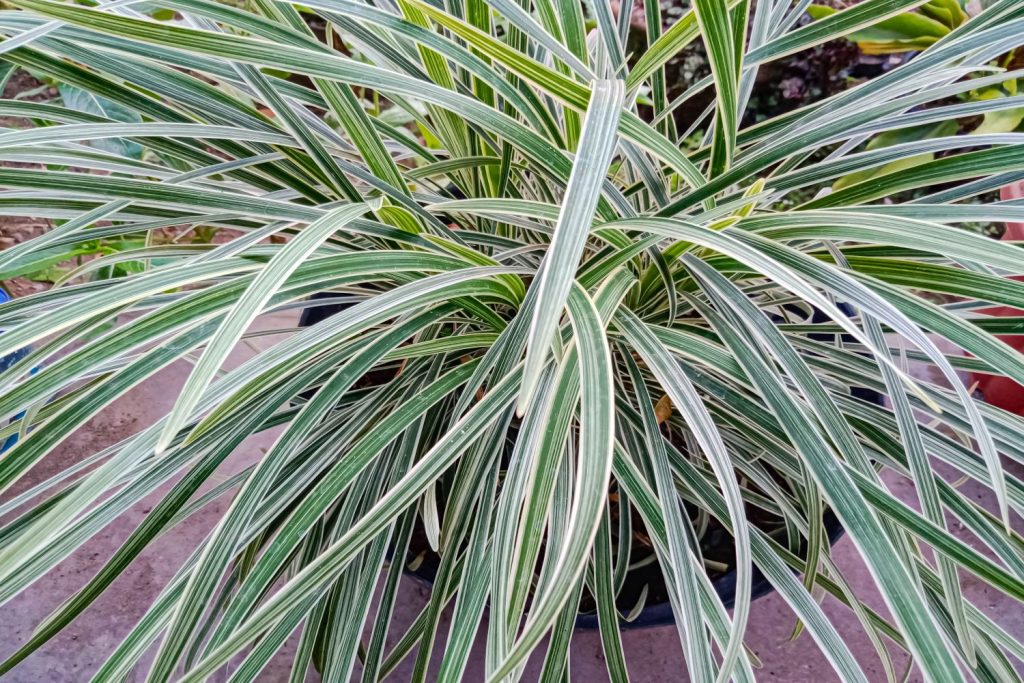 Liriope with striped variegated foliage