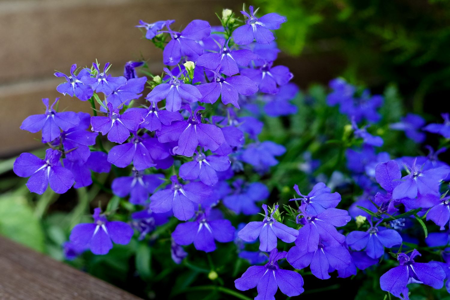 Lobelia profile, flowering & hardiness Plantura