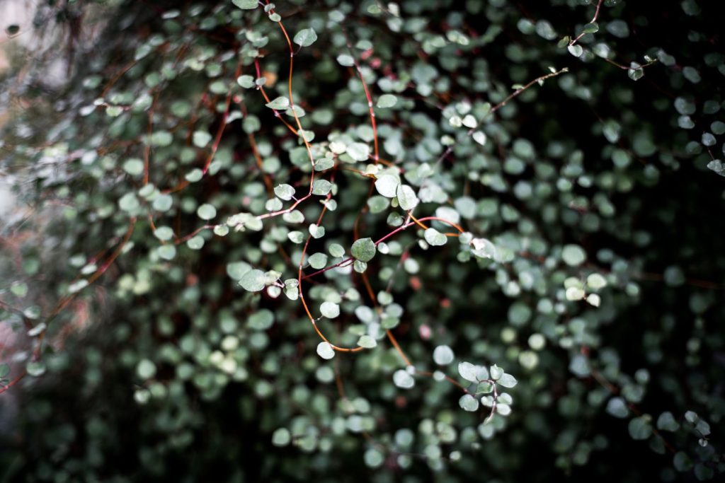 Close-up on maidenhair shoots