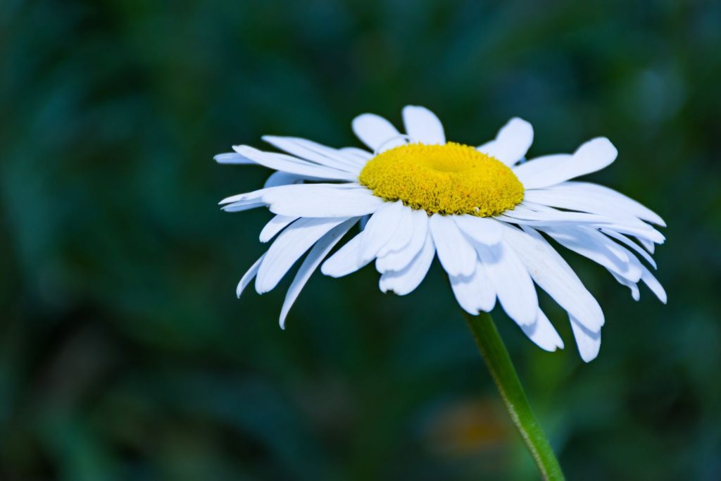 Close up of single marguerite daisy