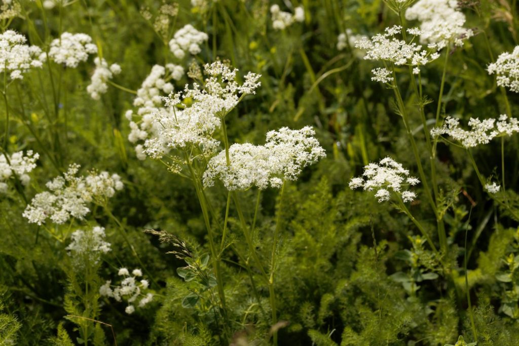 Meu umbels with white flowers