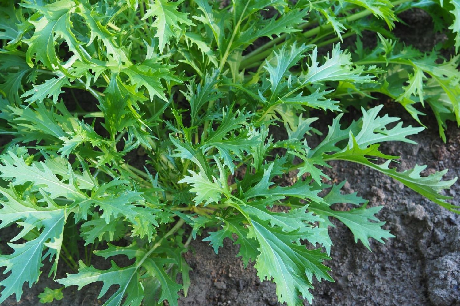 Mizuna/Japanese mustard greens, Glossary