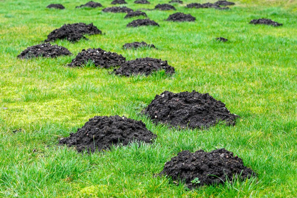 Many mole mounds in grass