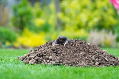 Moles in the garden: good or bad?