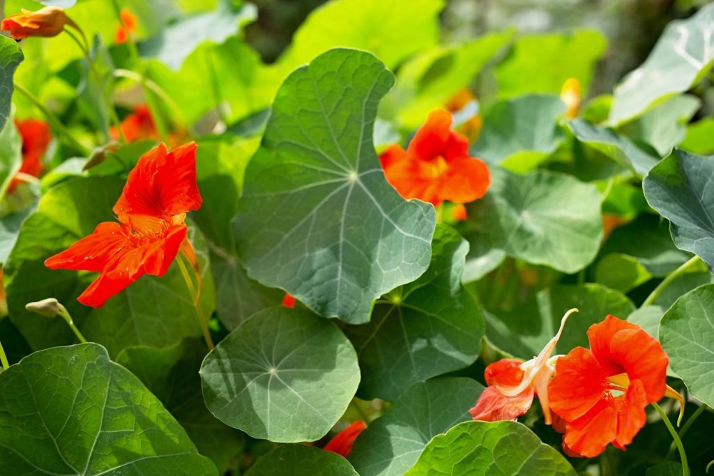 Planting and growing nasturtium from seed - Plantura