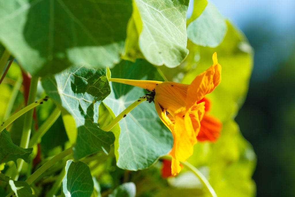 Nasturtium plant with an aphid infestation