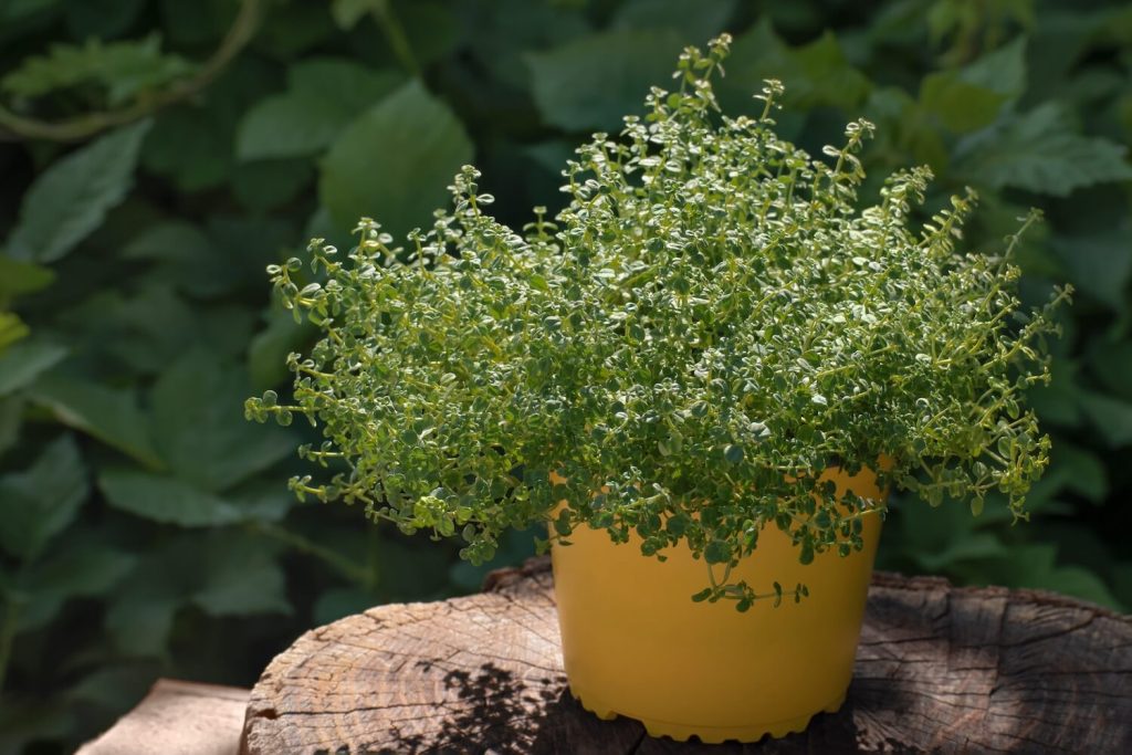 lemon thyme in yellow pot