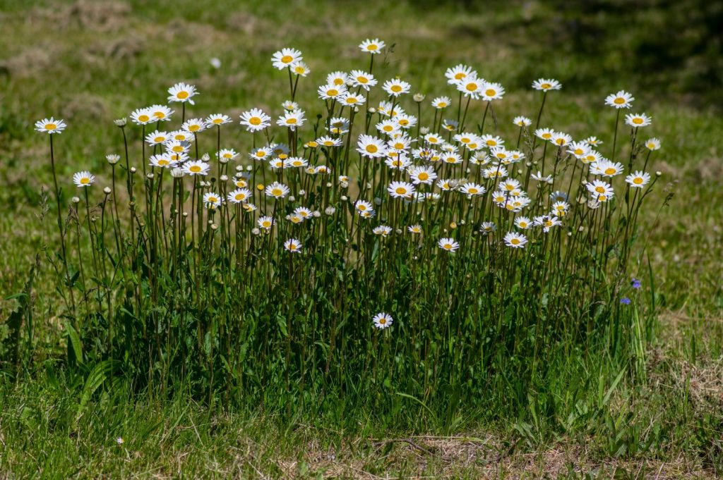 Ox eye daisy in the garden