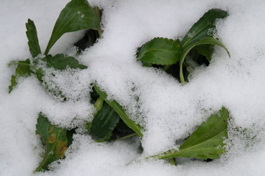 Oxeye daisy leaves in snow