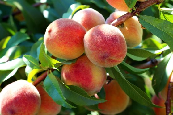 Types of peaches: white, yellow & flat peach varieties to grow at home