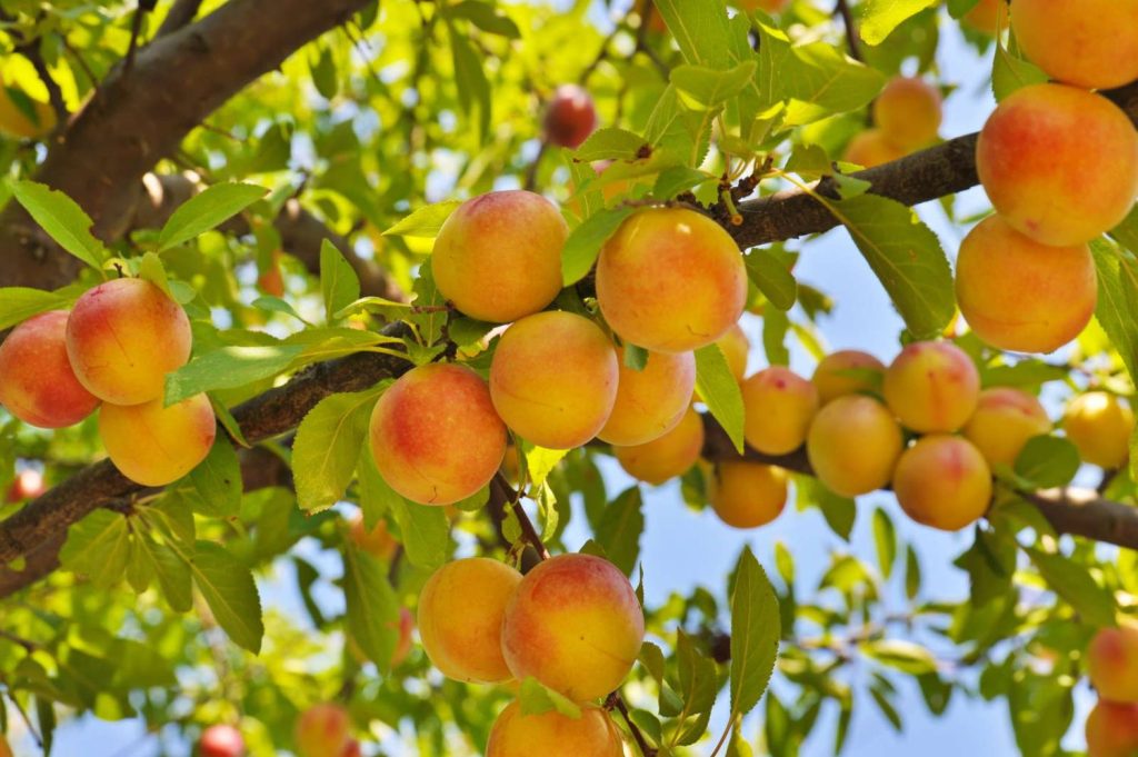 Peaches on a peach tree branch