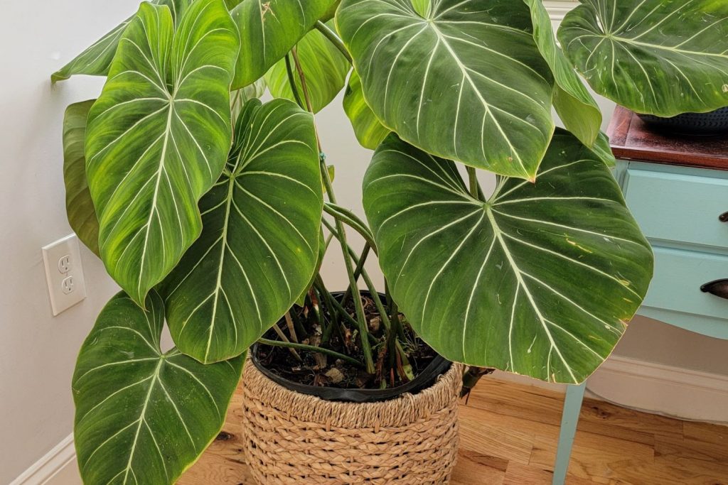 Philodendron in corner of room