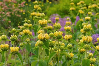 Jerusalem sage: location, toxicity & the most beautiful species