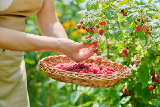 Picking raspberries: when & how?