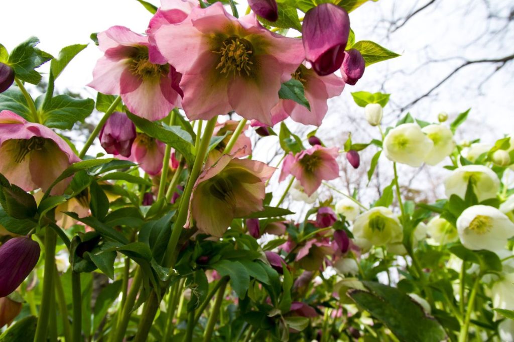 Lenten rose with pink flowers