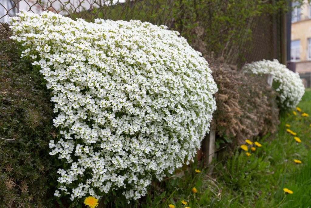 Large, white aubrieta bush in garden