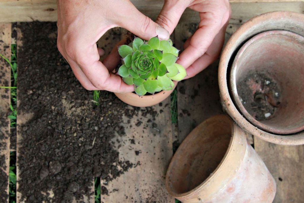 Planting houseleek in pot