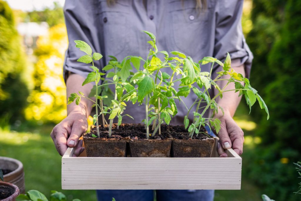 Planting out young tomato plants 