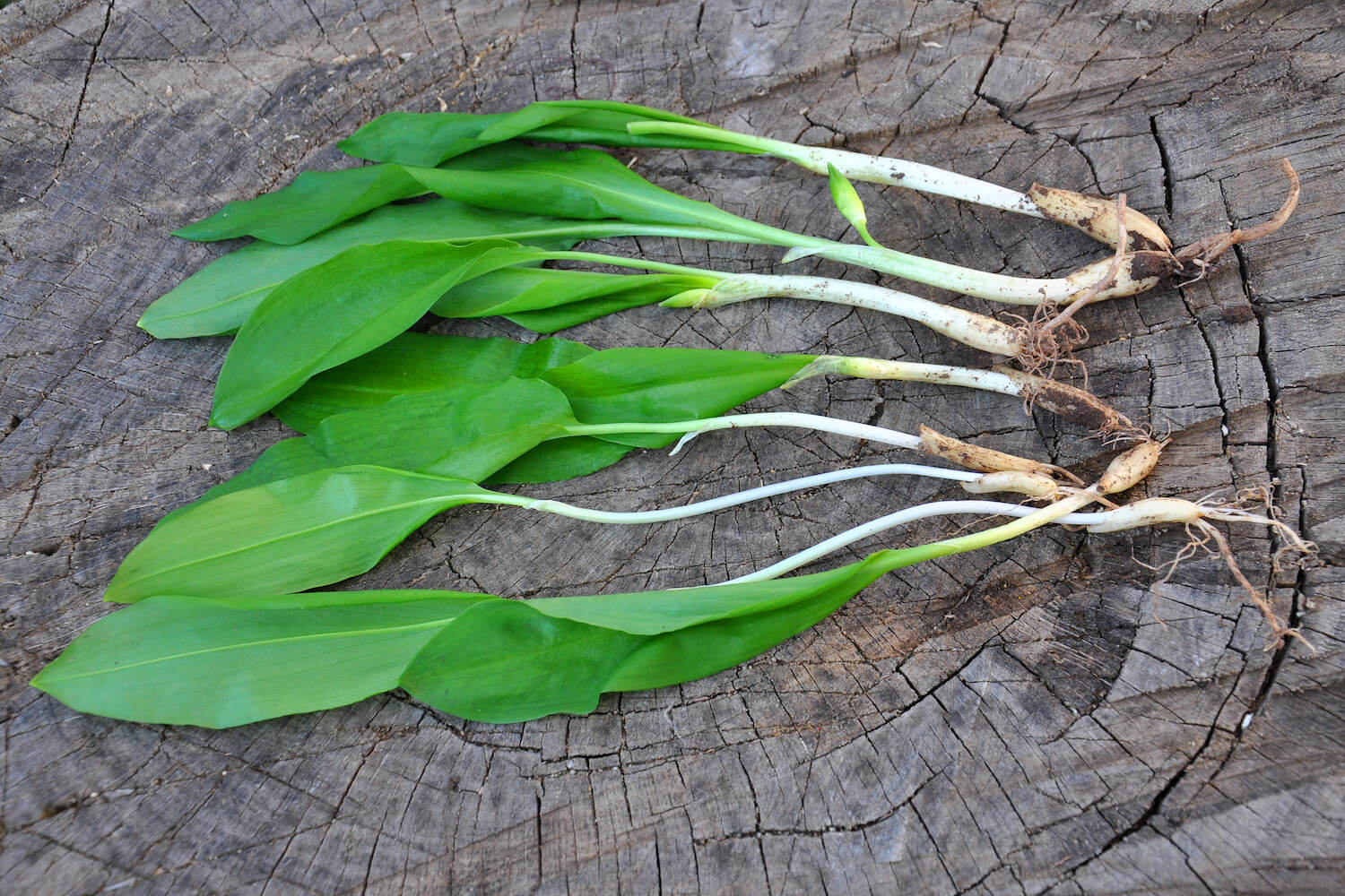 Planting wild garlic Plantura