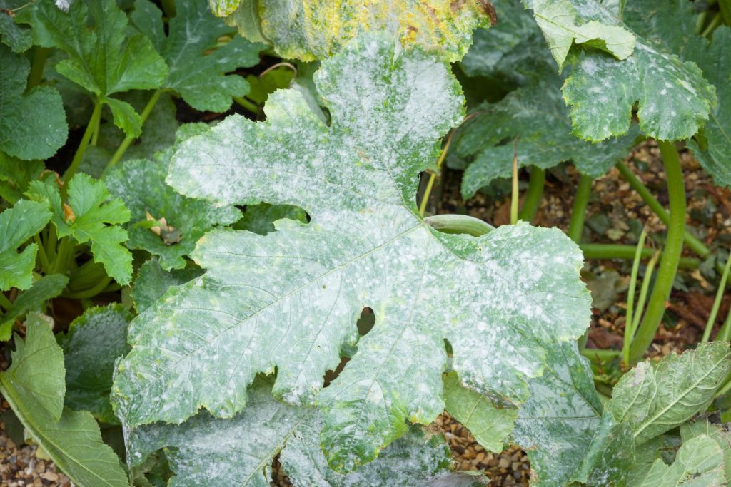 Powdery mildew on courgette leaf