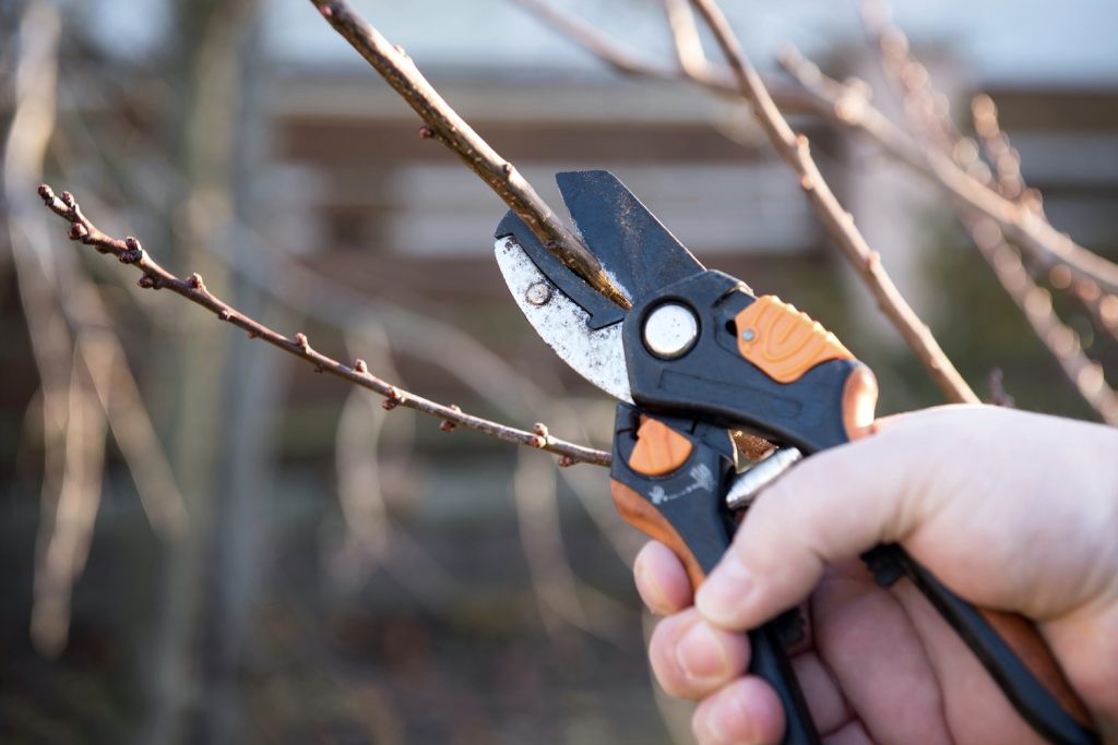 Pruning a peach tree with secateurs