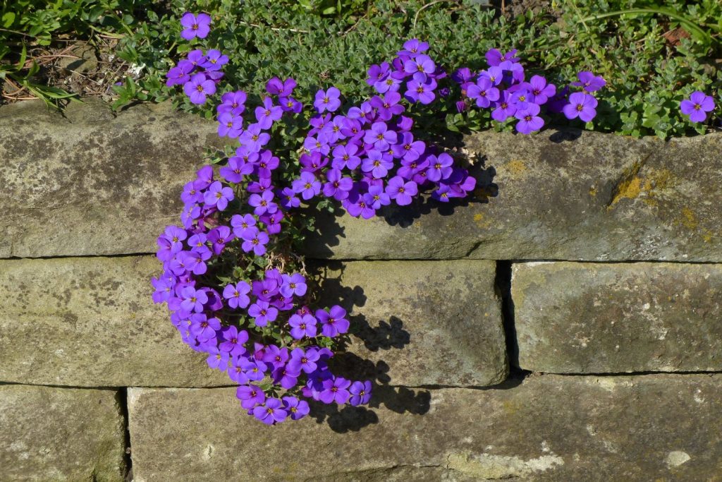 Purple rock cress growing over stone wall