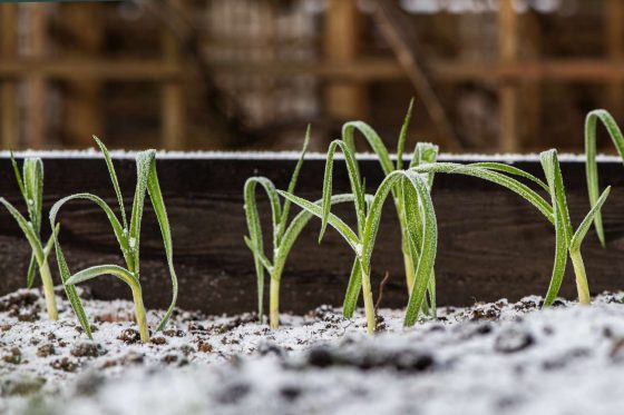 Raised beds in winter: what to grow & how to deal with frost