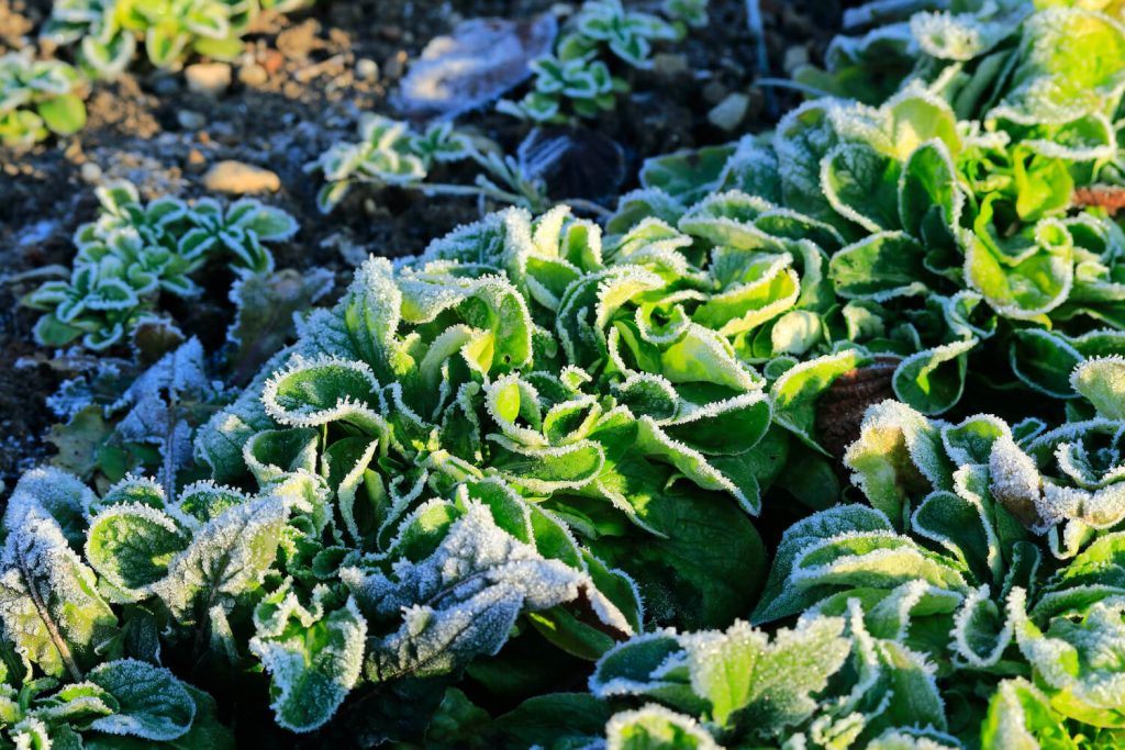 Frost-covered lamb's lettuce plants