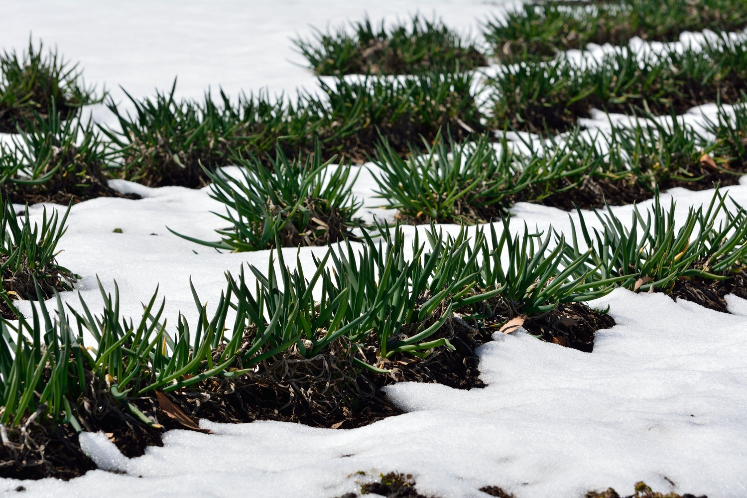 Preparing a raised bed for winter & what to grow Plantura