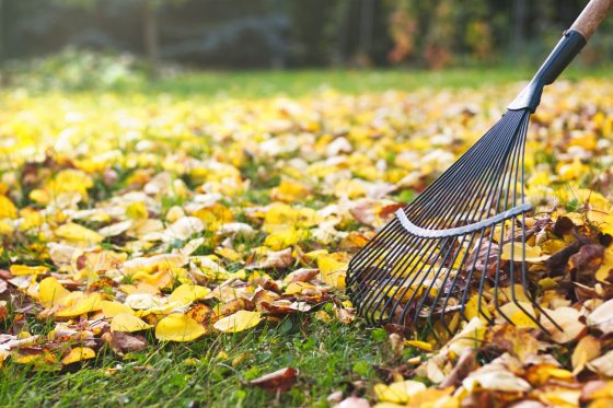 Fallen leaves on the lawn: removing & composting leaves