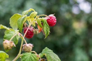 Raspberry varieties: autumn and summer types - Plantura