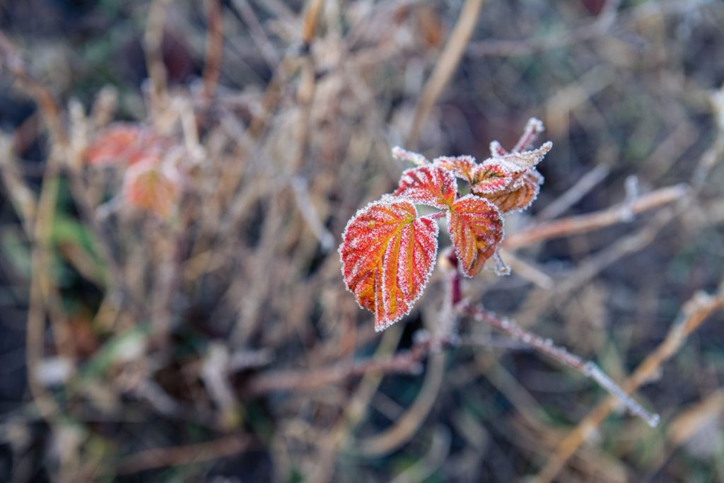 Naturally dying leaves in winter