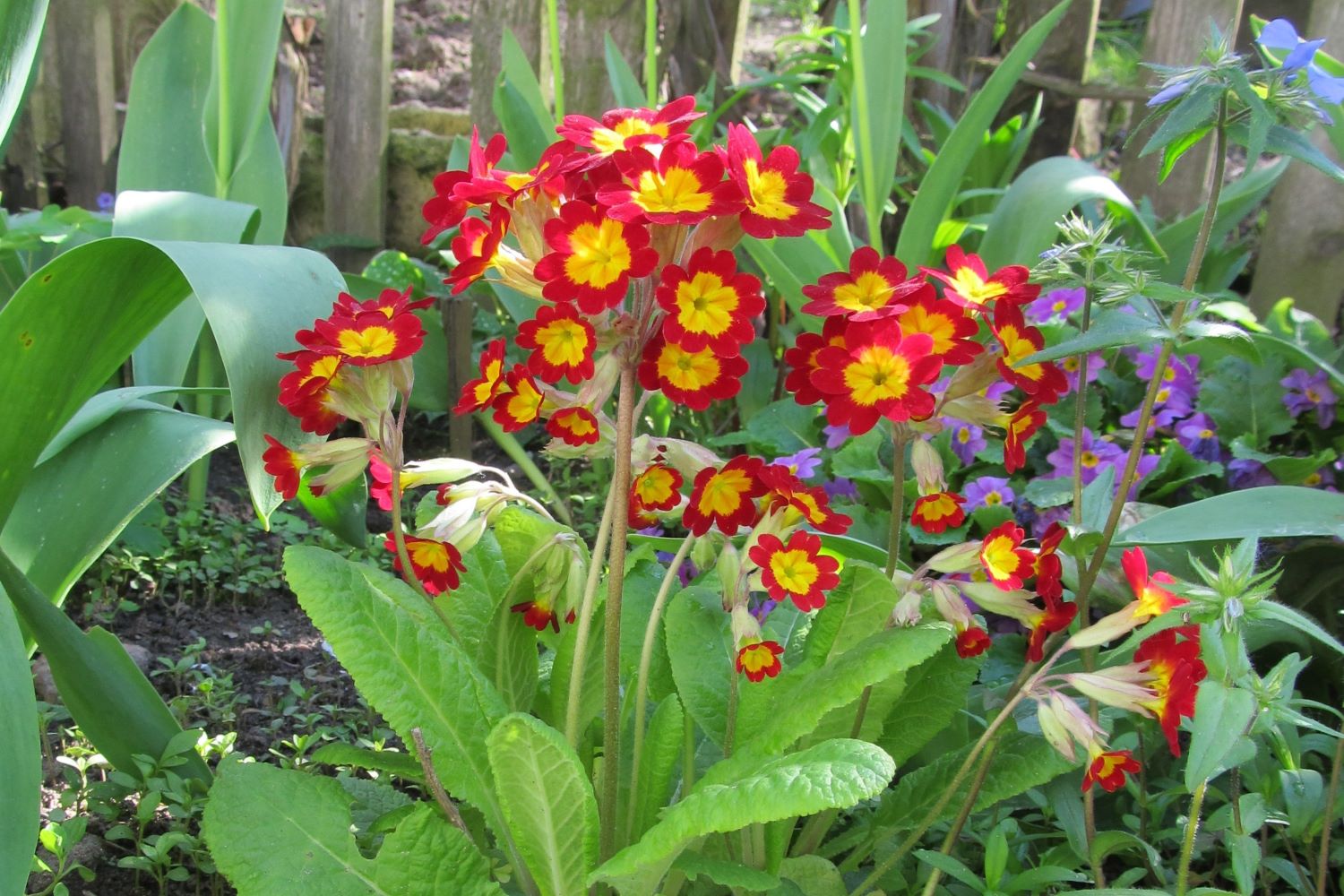 Cowslip: the early bloomer from A to Z - Plantura