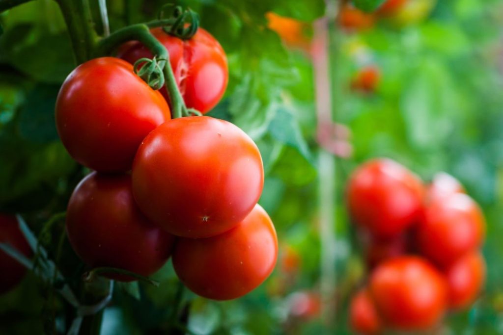 Tomato plants full of fruits