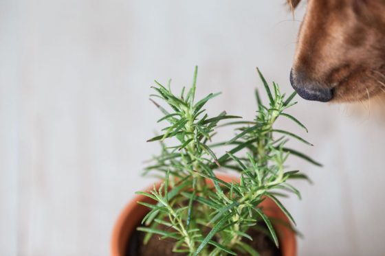 The best herbs for dogs: herbal remedies from your garden
