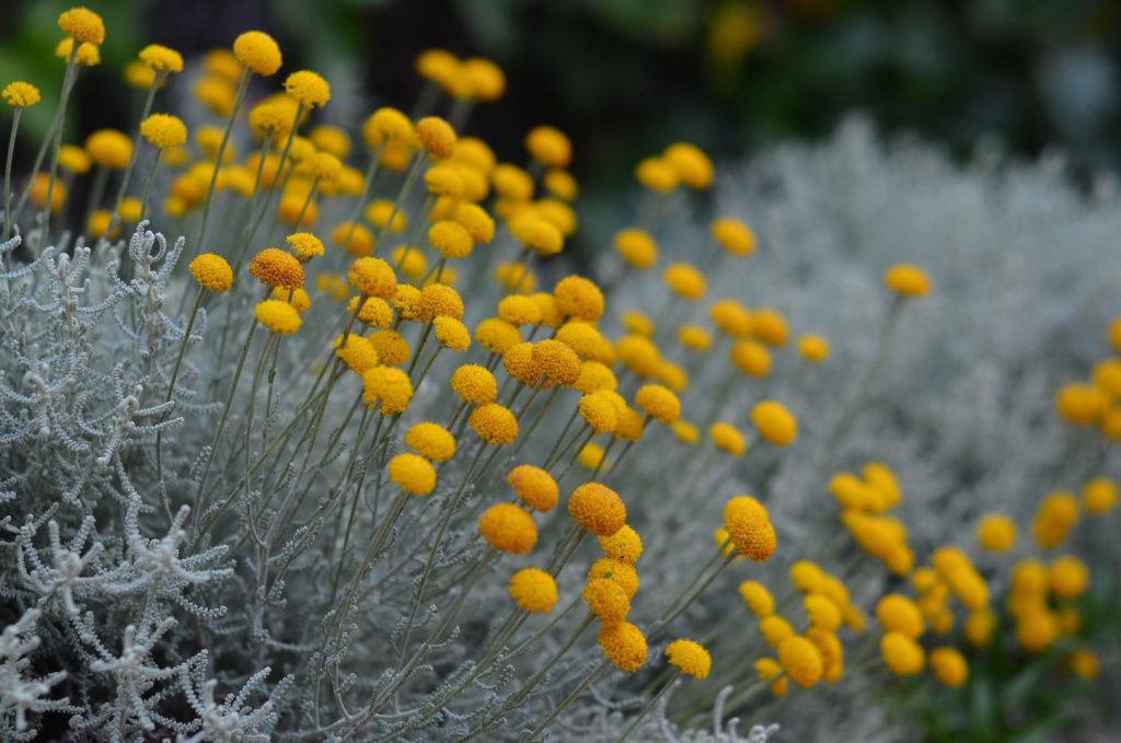 Orange yellow santolina flowers