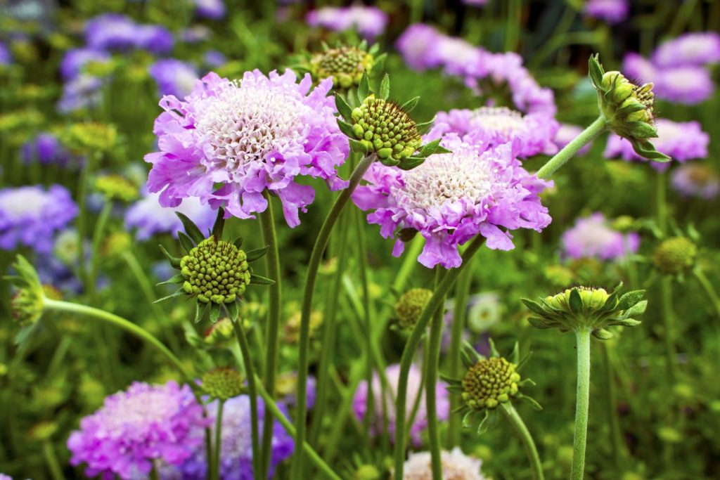 Buy pincushion flower or scabious Scabiosa 'Pink Mist