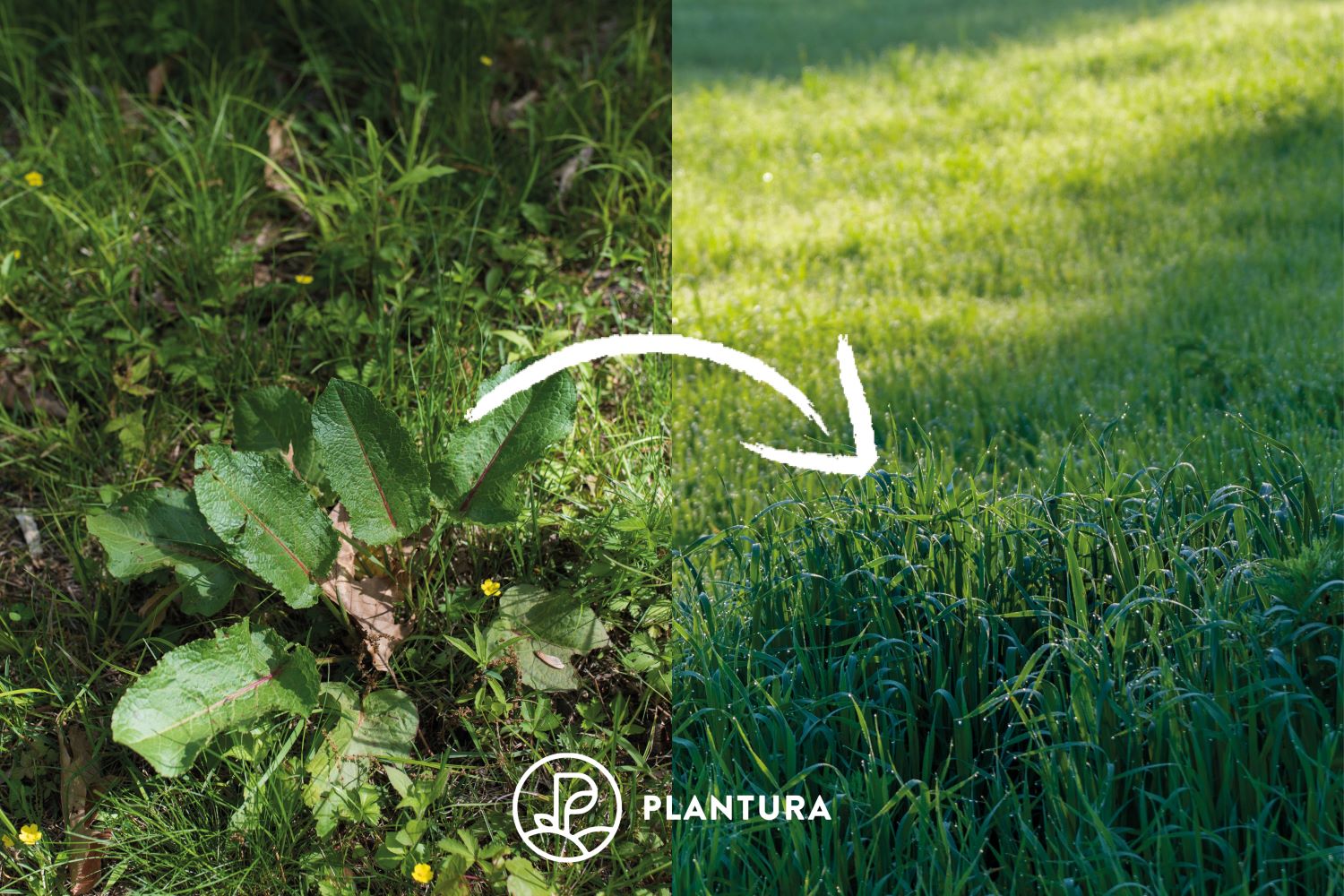 Shady lawns sowing maintaining shady grass Plantura