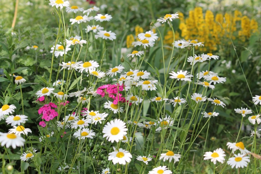 Common daisies growing in meadow