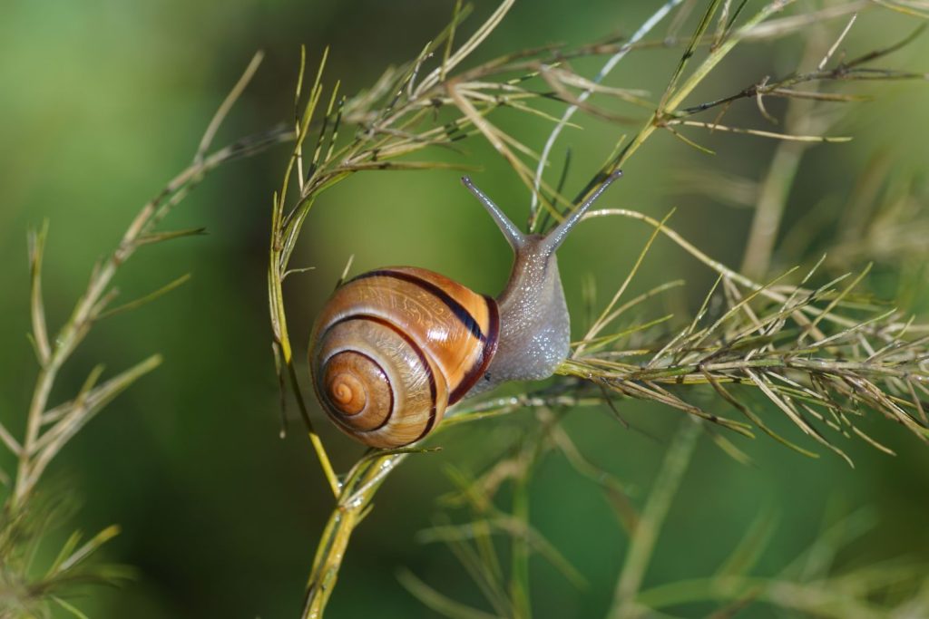 A snail on asparagus foliage