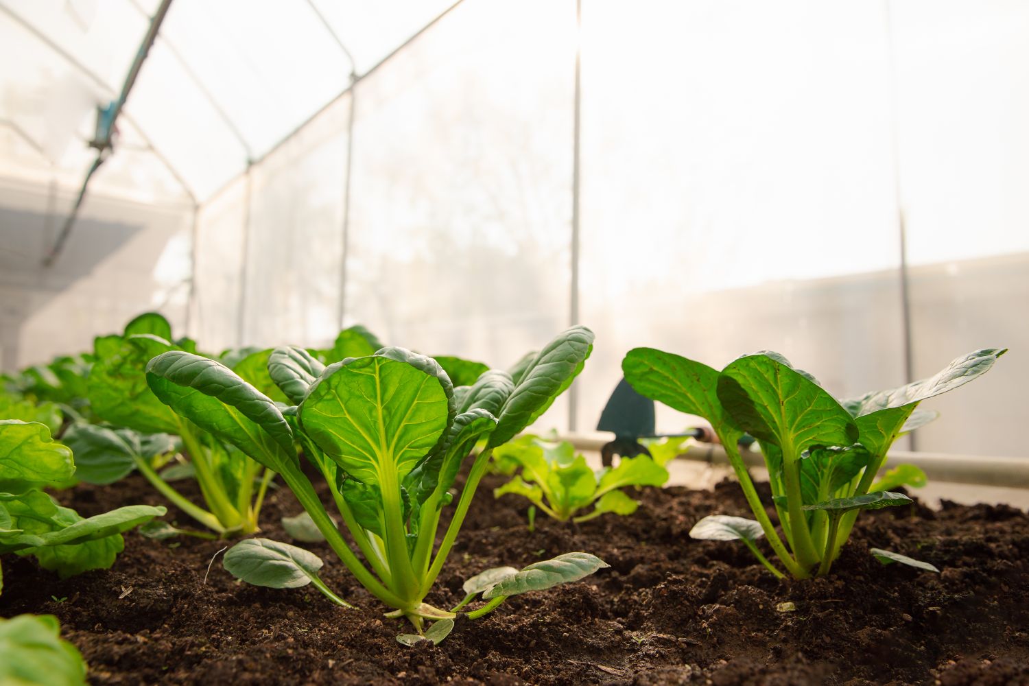 Planting in greenhouses best plants to grow Plantura