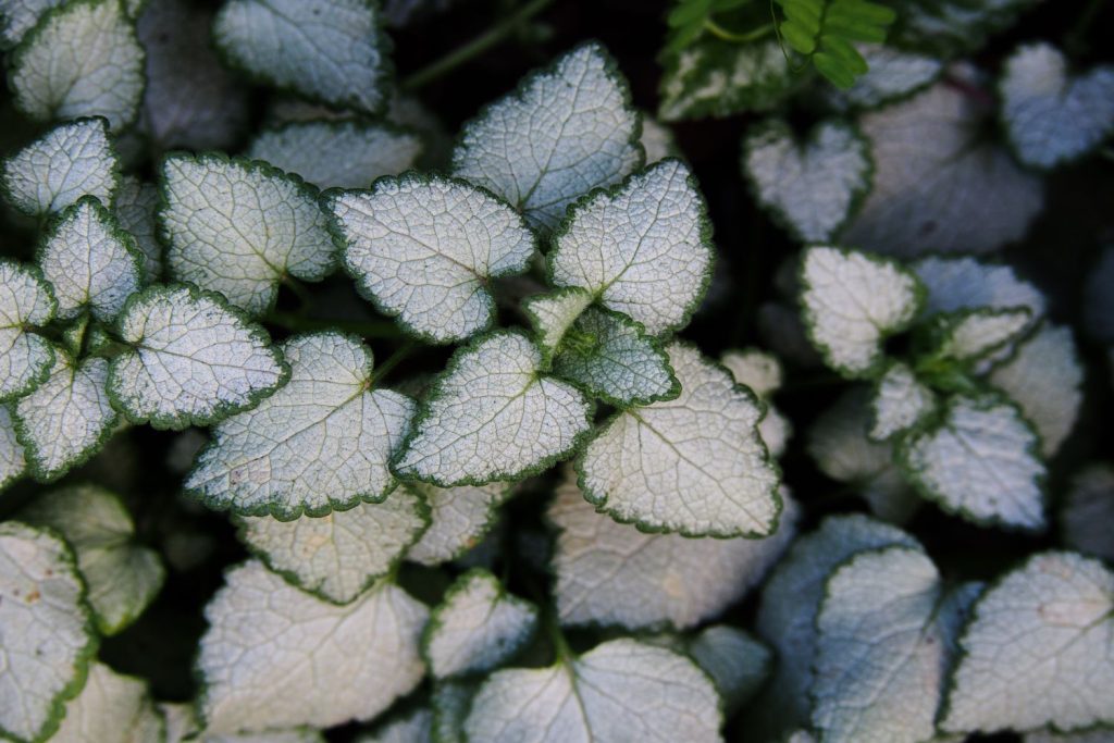 Silver leaves of the spotted deadnettle
