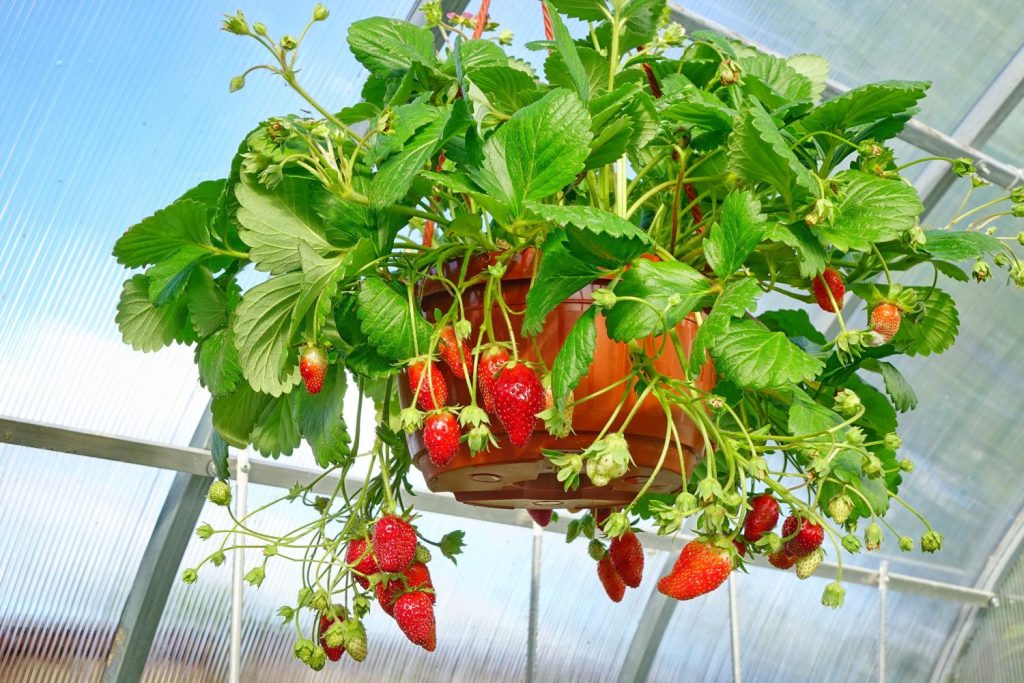 Hanging strawberries in greenhouse