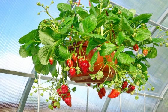 Growing strawberries in hanging baskets: planting, care and the best varieties