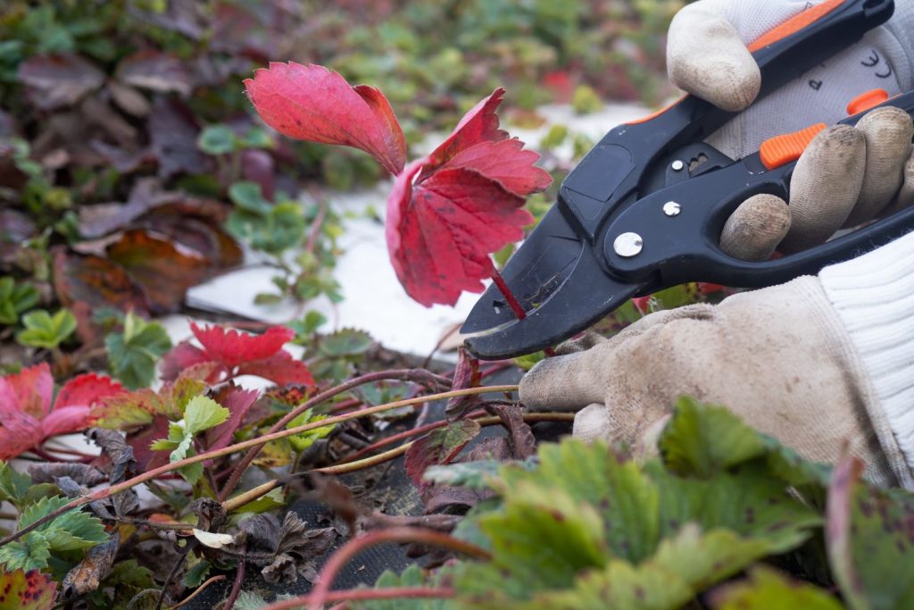 Cutting strawberry leaves with secateurs