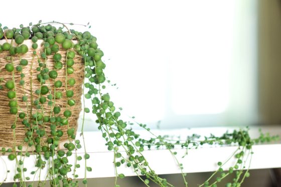 String of pearls care: water, soil & light requirements